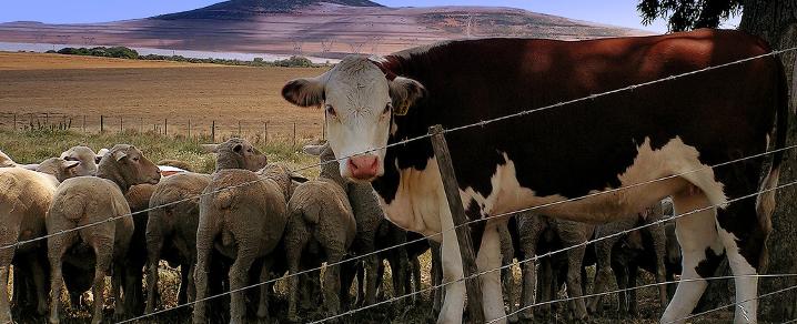Cows and sheep Cows and sheep