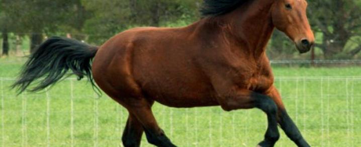 Horse Horse