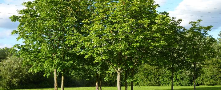 Tree Tree