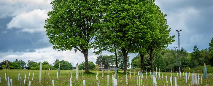 1,000 trees planted at Barhill Park, Erskine