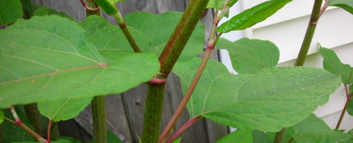 Japanese Knotweed