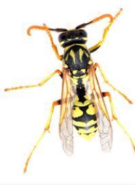 Wasp