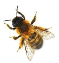 Masonry Bee