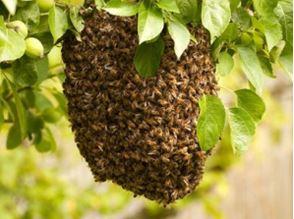 Honey Bee Swarm